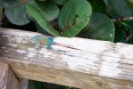Lizard or Chameleon?