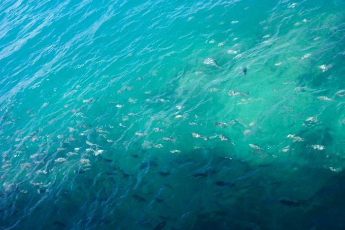 Fish