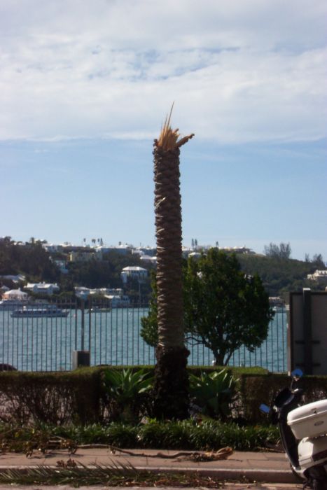 Palm tree