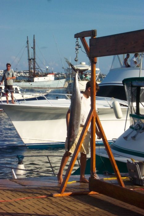 Fish