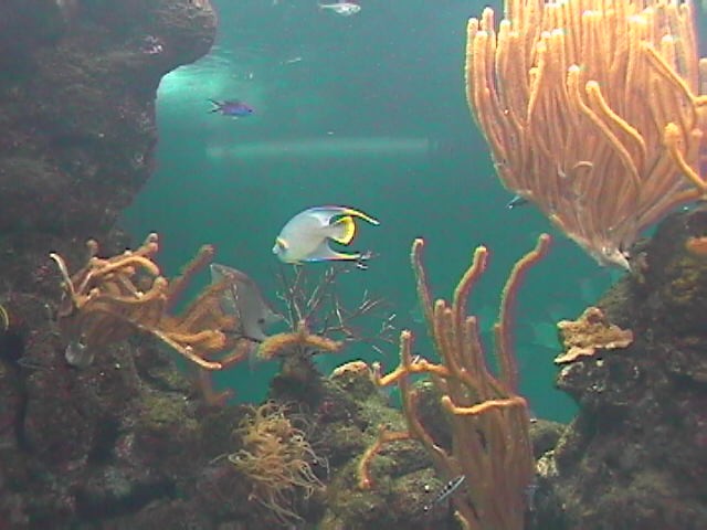 Aquarium