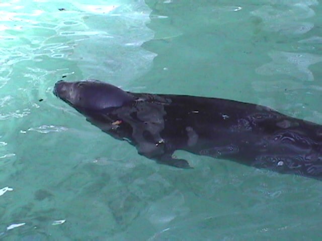 Zeehond
