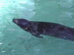 Zeehond