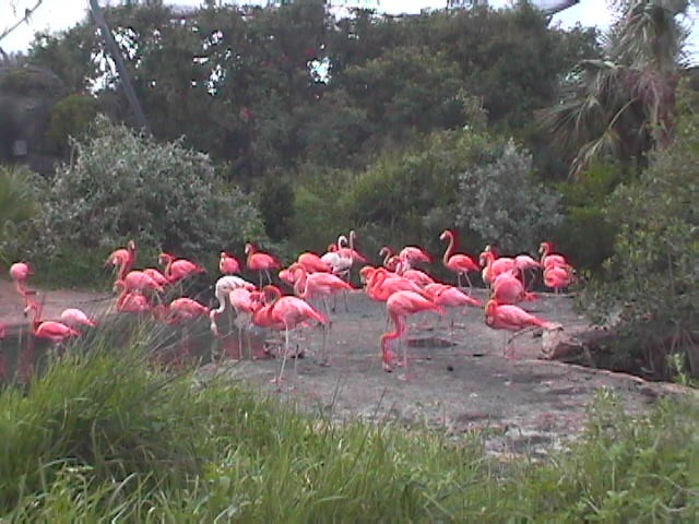 Flamingo's