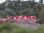 Flamingo's