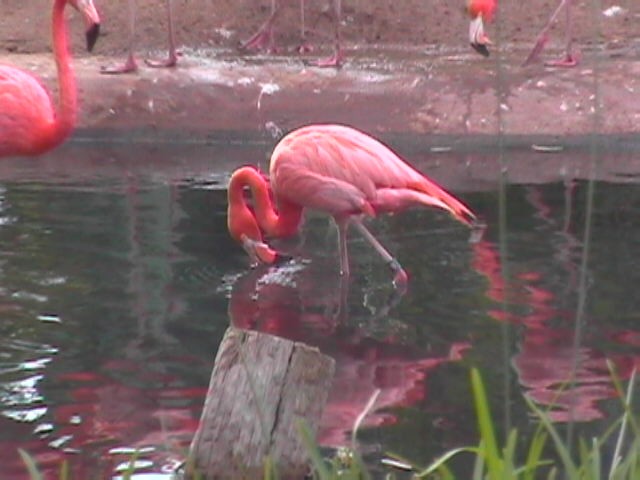 Flamingo