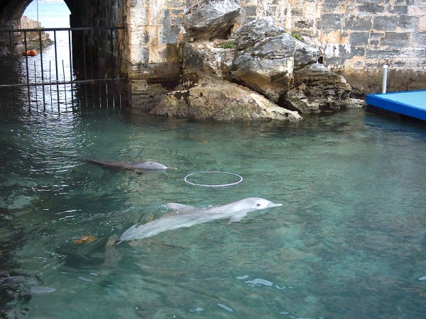 Dolphin Quest at Maritime Museum