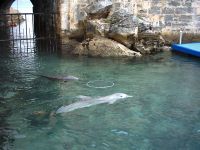 Dolphin Quest at Maritime Museum