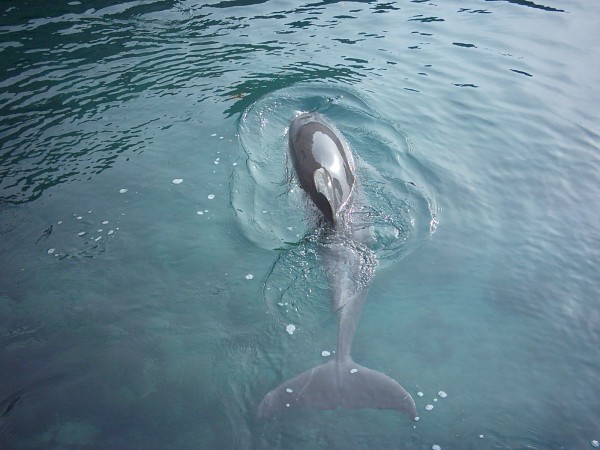 Dolphin Quest at Maritime Museum