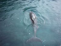 Dolphin Quest at Maritime Museum