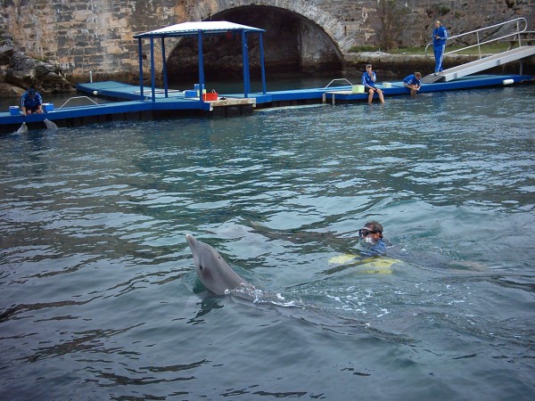 Dolphin Quest at Maritime Museum