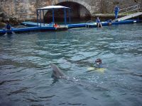 Dolphin Quest at Maritime Museum