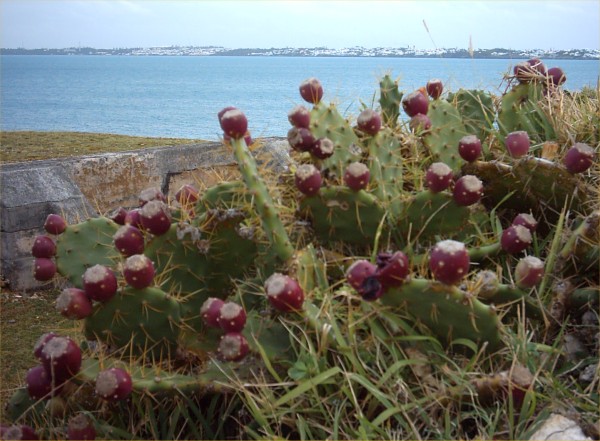 Cactus with fruits
