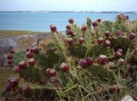 Cactus with fruits