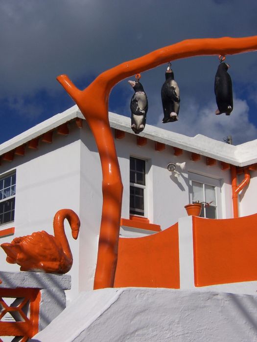 Pinguins op Bermuda?