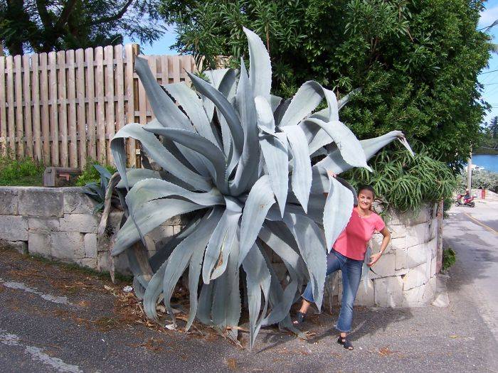 Grote aloë